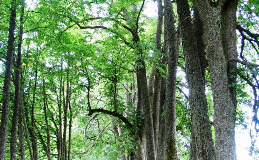 13_Pašakarnio dvaro liepų alėja (1).jpg